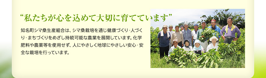 “私たちが心を込めて大切に育てています”　知名町シマ桑生産組合は、シマ桑栽培を通じ健康づくり・人づくり・まちづくりをめざし持続可能な農業を展開しています。化学肥料や農薬等を使用せず、人にやさしく地球にやさしい安心・安全な栽培を行っています。